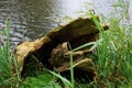 Tree bark, trunk fallen over by the wind. Blown over in the autumn season with stormy weather. Digesting compost.