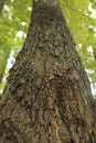 tree bark trunk in greenery Royalty Free Stock Photo