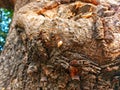 Tree bark,trunk of tamarind tree,roots of tropical lianas texture ,parasitic vines