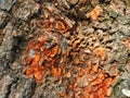 Tree bark,trunk of tamarind tree,roots of tropical lianas texture ,parasitic vines