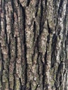 Tree bark Royalty Free Stock Photo
