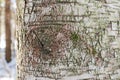 Tree bark up close winter