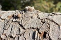 Tree Bark on Upper Bristlecone Loop Trail, Mt. Charleston, Nevada