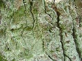 Texture of tree bark, very old oak with green moss.