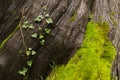 Tree Bark, a Vine and Moss Royalty Free Stock Photo