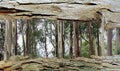 Tree Bark Window to Eucalyptus Trees Royalty Free Stock Photo