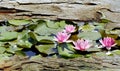 Tree Bark Window to Lilypond Royalty Free Stock Photo