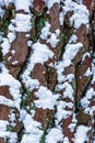 Tree bark during winter season in macro closeup, tree bark covered in white snow, nature texture background Royalty Free Stock Photo