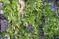 Tree bark. Wood moss. Royalty Free Stock Photo