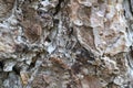 Tree bark. Wood moss. Royalty Free Stock Photo