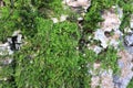 Tree bark. Wood moss. Royalty Free Stock Photo