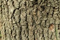 Tree bark. Wood moss. Royalty Free Stock Photo