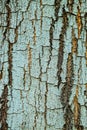 Tree bark wood texture abstract blue background Royalty Free Stock Photo