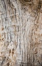 Tree bark wood texture and background Royalty Free Stock Photo