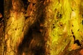 Tree bark wooden moss macro colorful