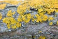 Tree struck by lichen