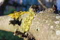 Tree bark with yellow lichen, close up Royalty Free Stock Photo
