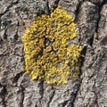 Tree bark with yellow lichen, close up texture Royalty Free Stock Photo