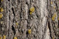 Tree bark with yellow moss. Royalty Free Stock Photo
