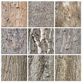 Tree barks in a collage Royalty Free Stock Photo
