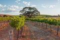 Tree in Barossa Valley Vineyard with early morning cloudy sky Royalty Free Stock Photo