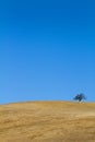 Tree On Barren Hillside