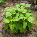 Tree Basil or Ocimum gratissimum Royalty Free Stock Photo