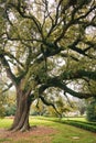 A tree in Baton Rouge, Louisiana