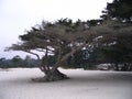 Tree on beach Royalty Free Stock Photo