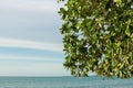 Tree on the beach again blue sky. Royalty Free Stock Photo
