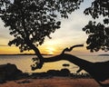 Tree beside beach against sunset sky Royalty Free Stock Photo
