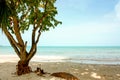 Tree at a beach