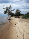 Tree on beach in Burundi, Lake tanganyka