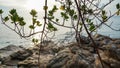 tree beach defocused. tropical beach background. blur light of calm sea and sky. Scenic background of sunlight. Royalty Free Stock Photo