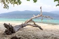 Tree on beach Royalty Free Stock Photo