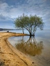 tree on the beach of a large lake is reflected in the water Royalty Free Stock Photo