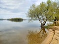 tree on the beach of a large lake is reflected in the water Royalty Free Stock Photo