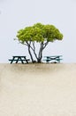 Tree, beach and picnic tables.