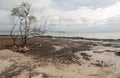 Tree is on beach