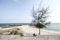 Tree on beach