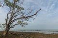 Tree on the beach