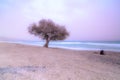 tree in a beach at sunset