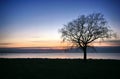 Tree on the beach during sunset in Harjumaa, Estonia, April 2019 Royalty Free Stock Photo