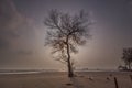 Tree at beach sunsets