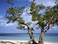 Tree at beach