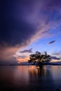 Tree on the beach in twilight, khao khad beach Royalty Free Stock Photo