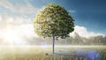 Tree. Beautiful background. Lonely apple tree in the field. A summer landscape in sunny warm weather