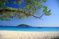 Tree on beautiful beach at similan island Royalty Free Stock Photo