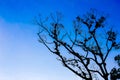 Tree and beautiful blue sky Royalty Free Stock Photo