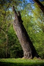 A tree in a beautiful meadow